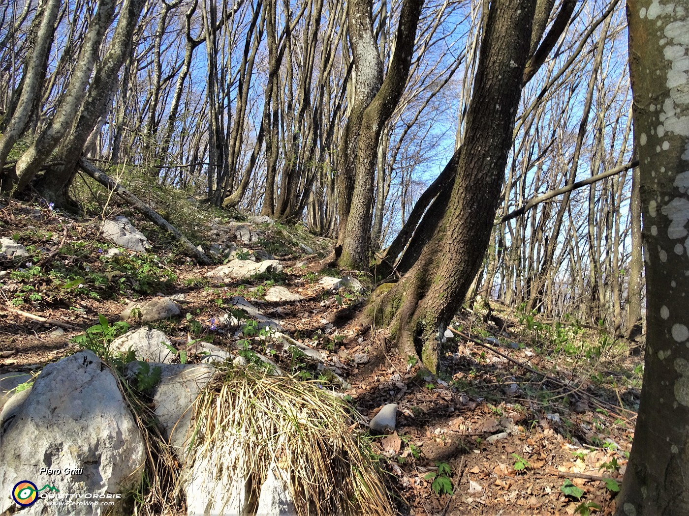 53 Sentiero tra bosco di alti carpini neri.JPG